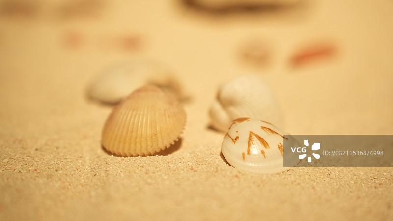 贝壳标本图片素材