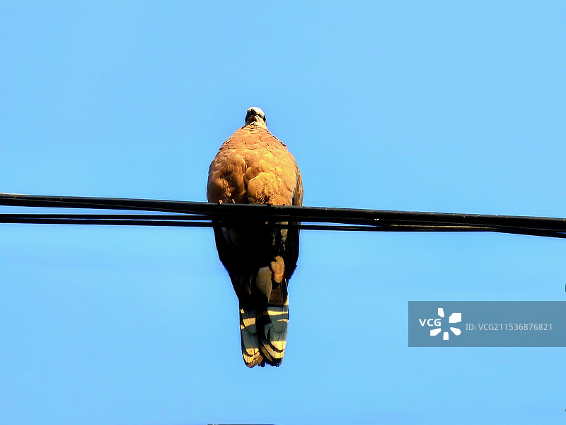 晒太阳的斑鸠：一只斑鸠正在十米左右的电线上晒太阳，蓝色的天空，阳光打在它的身上，我们都享受这过程。图片素材