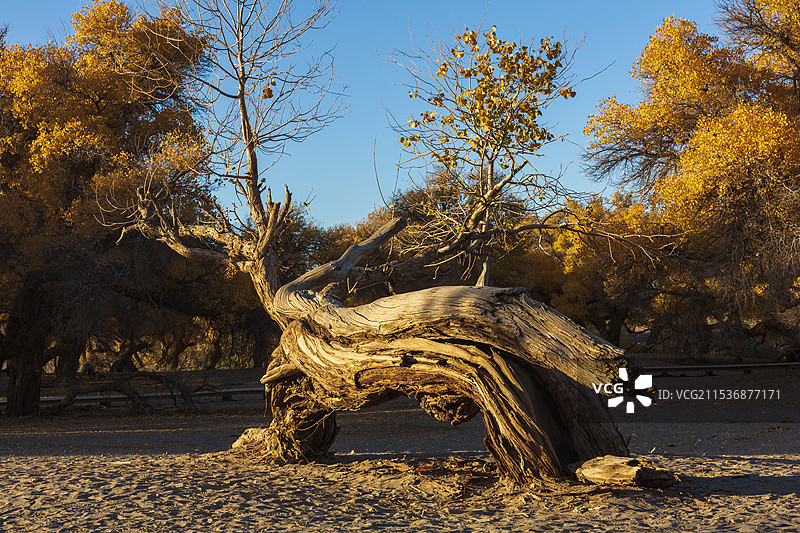 额济纳旗千年胡杨图片素材