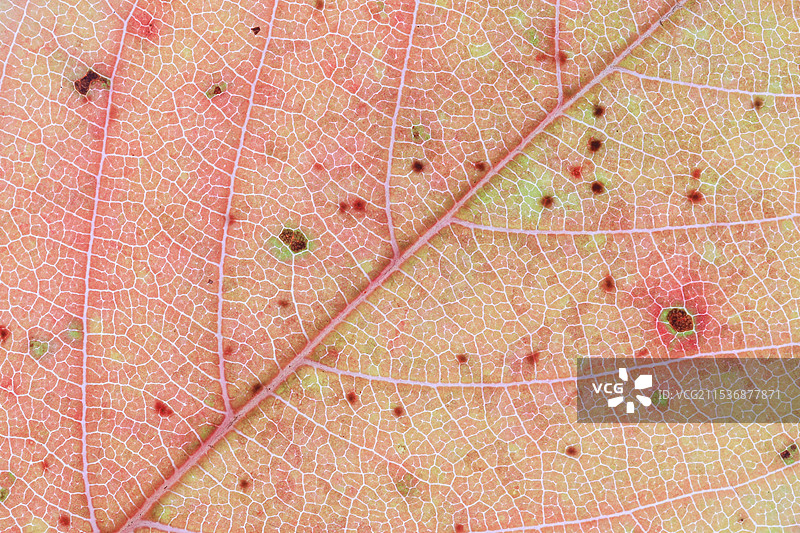 叶片特写中精致的叶脉纹理图片素材