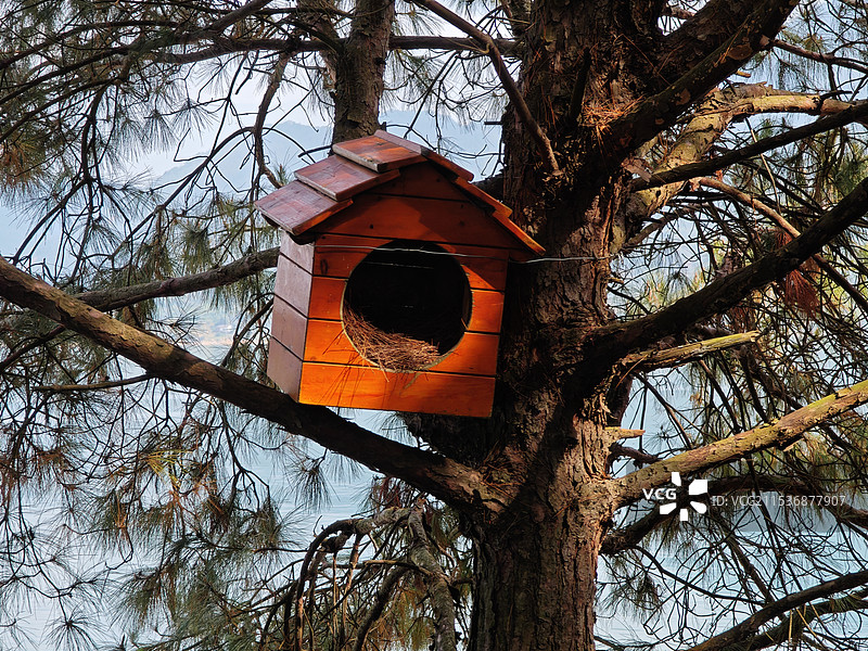 树上小鸟屋图片素材