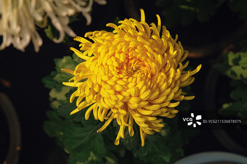 金色菊花图片素材