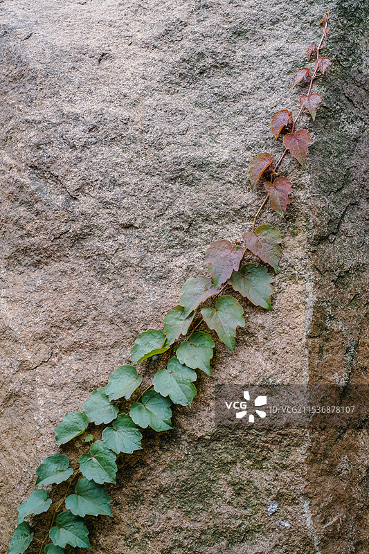 植物 小草 藤蔓 微距 摄影图片素材