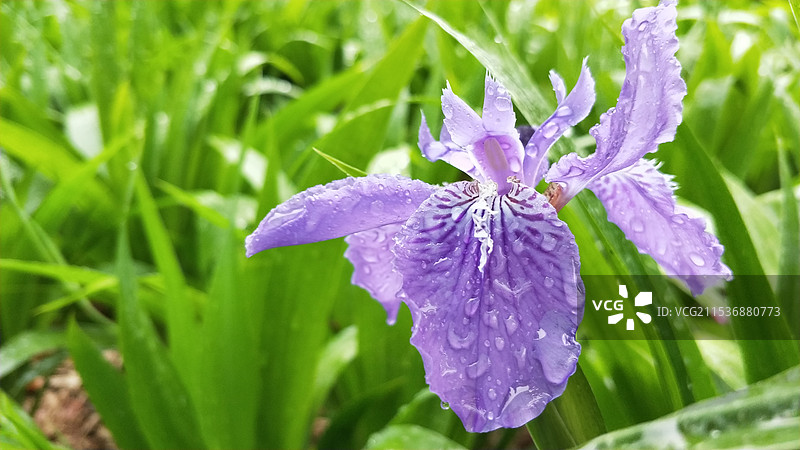 紫色鸢尾花图片素材
