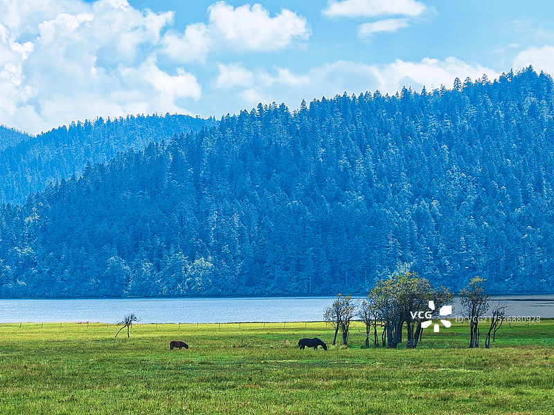 普达措国家公园，蓝天白云草地，世界级风景区。图片素材