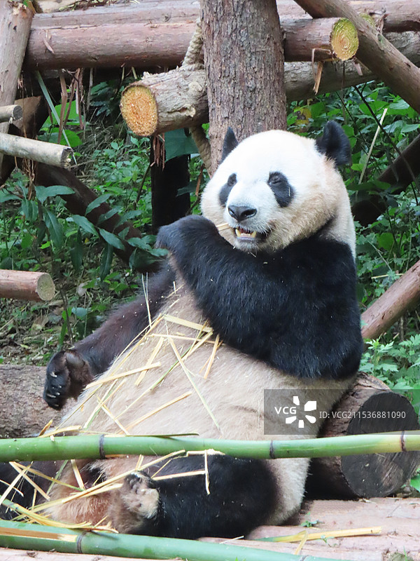 成都吃竹子的大熊猫图片素材