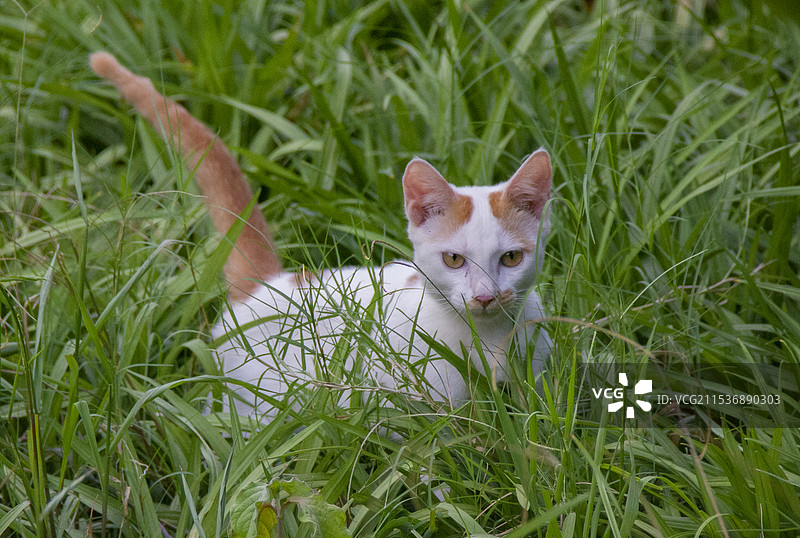 广东汕头中山公园草丛中翘着尾巴的流浪猫图片素材