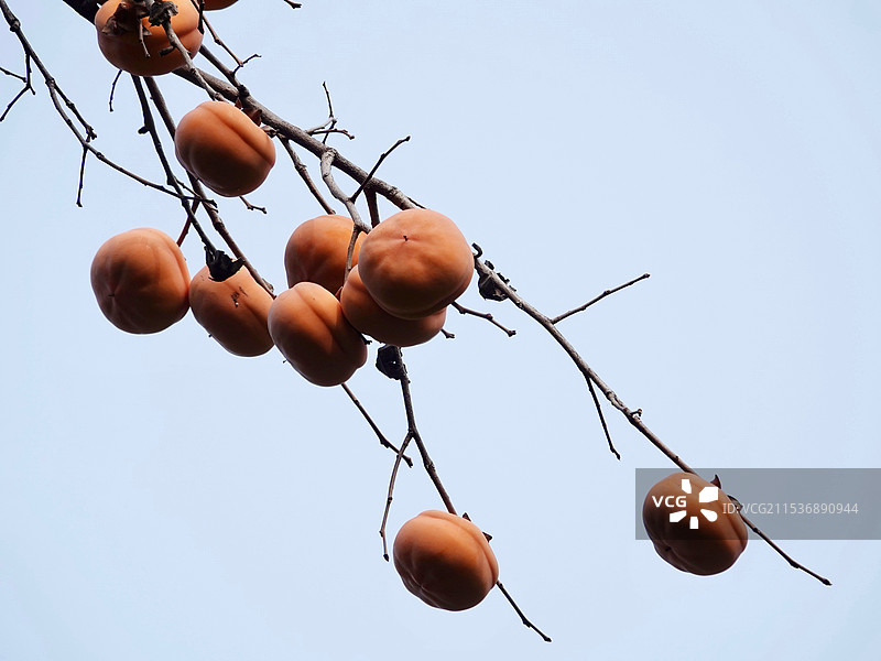 柿柿如意图片素材