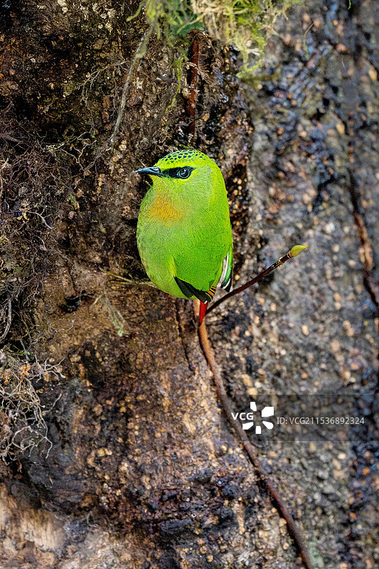 火尾绿鹛 墨脱常见小鸟图片素材