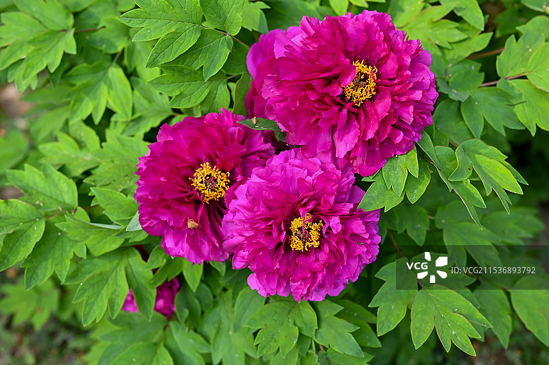 春天盛开的牡丹花（拍摄于邯郸丛台公园）图片素材