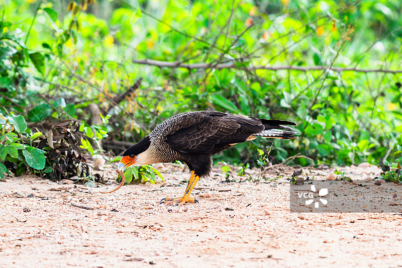 巴西潘塔纳尔湿地 南美凤头卡拉鹰图片素材