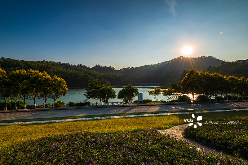 广州番禺大夫山森林公园七盏灯水库与蓝花草秋天日落风景，逆光唯美画面图片素材