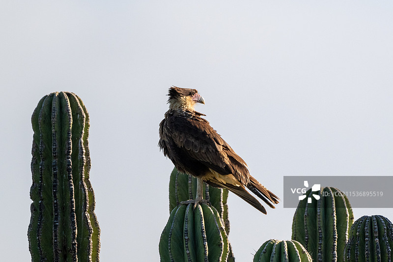巴西潘塔纳尔湿地 南美凤头卡拉鹰图片素材