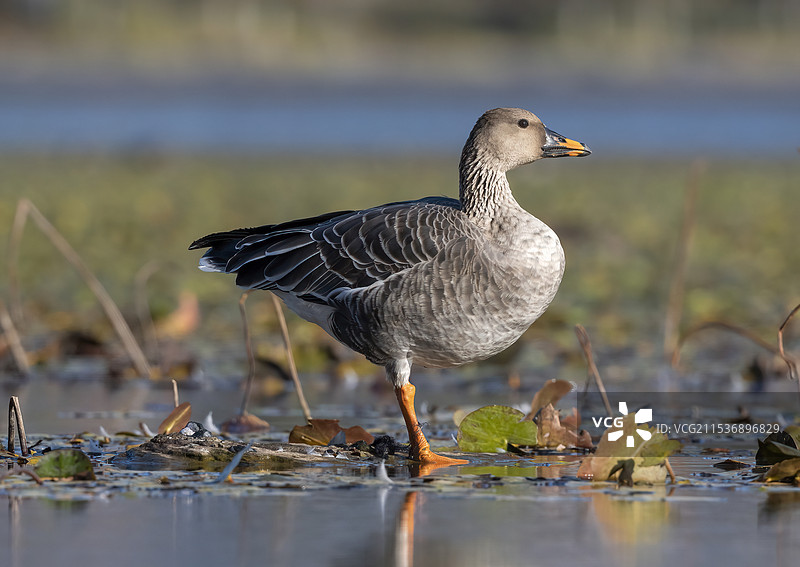 Anser fabalis图片素材