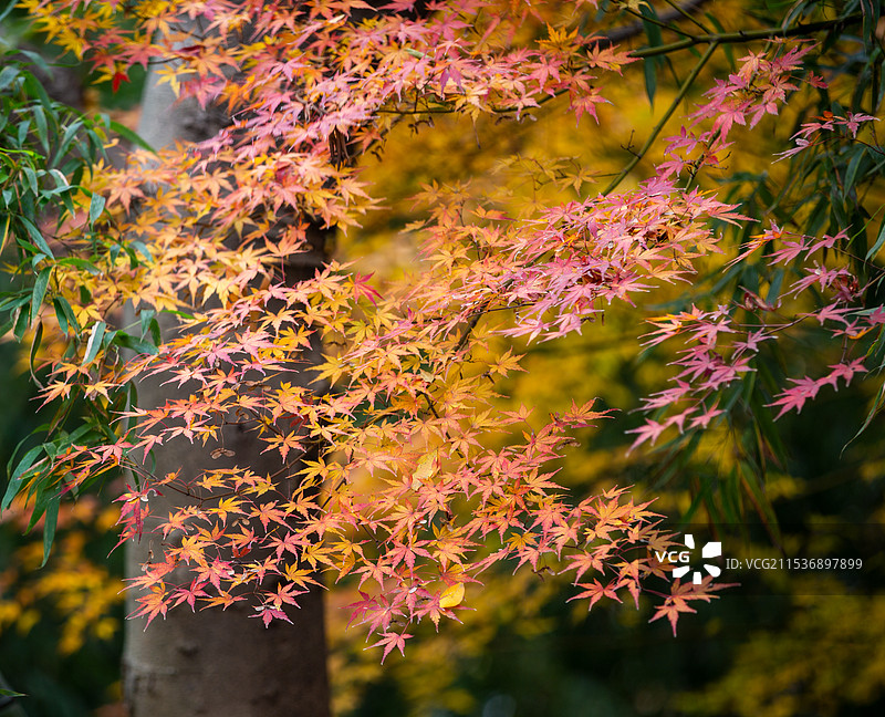 南京朝天宫广场枫叶图片素材
