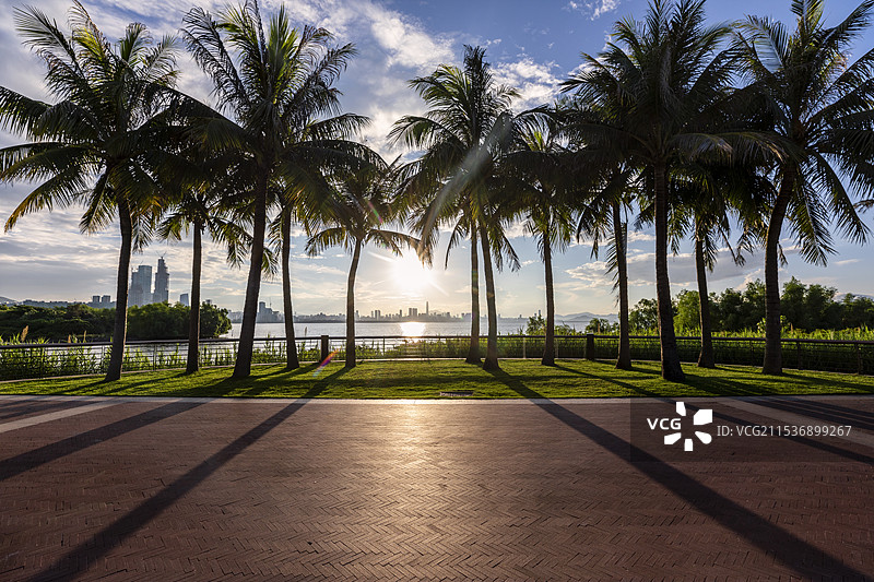 晨光下深圳湾图片素材