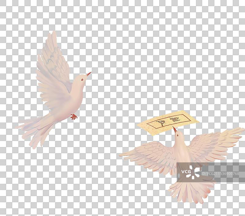 传递消息快递发送信封的动物鸟类鸽子图片素材