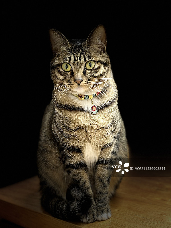 黑色背景的宠物狸花猫图片素材