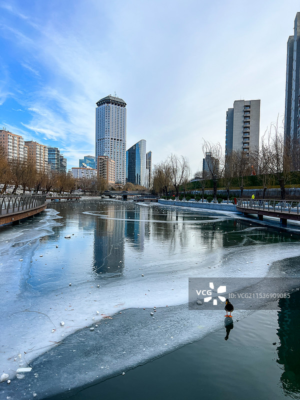 冬天北京朝阳区亮马河畔冰面上小鸭子图片素材
