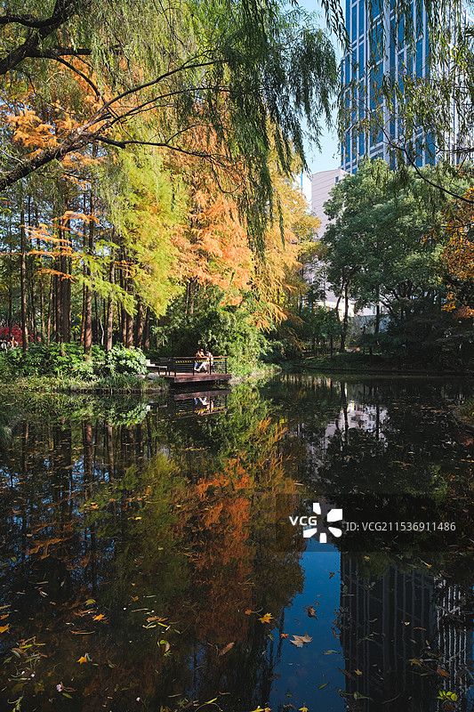 秋天上海广场公园湖边的水杉树林与高楼大厦图片素材