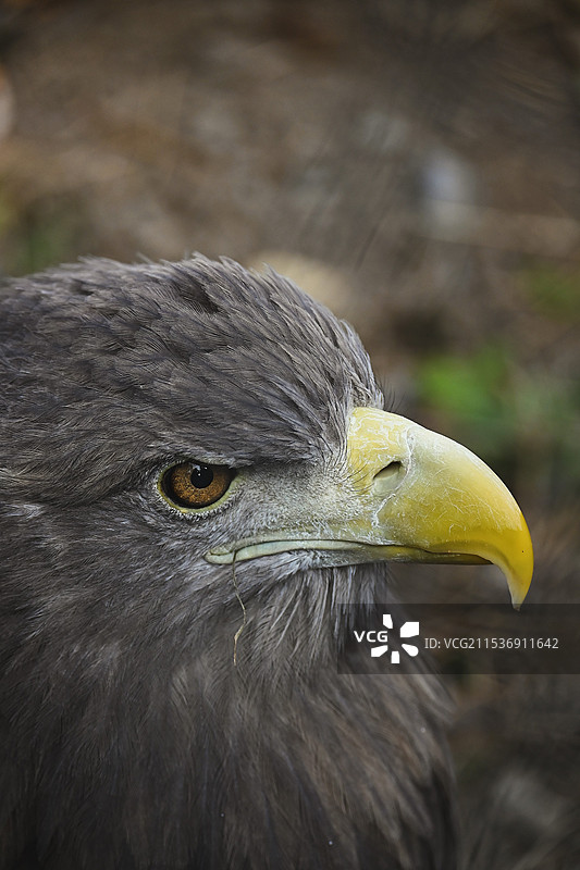 白尾海雕图片素材