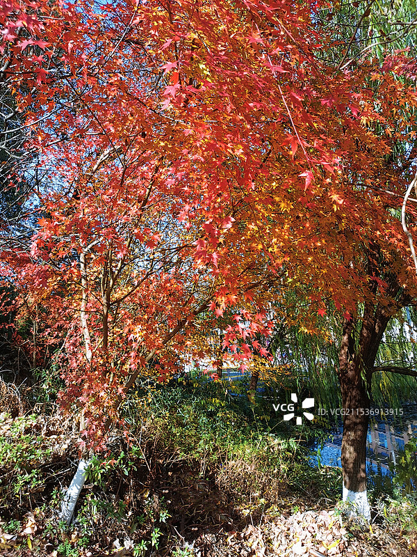 湖北英山县四季花海图片素材