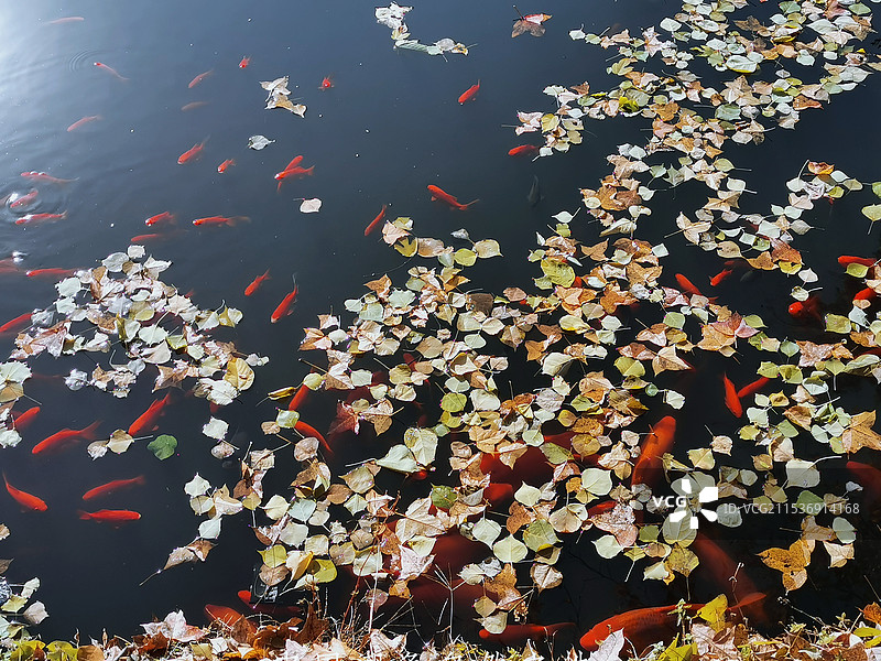 湖北英山县四季花海图片素材