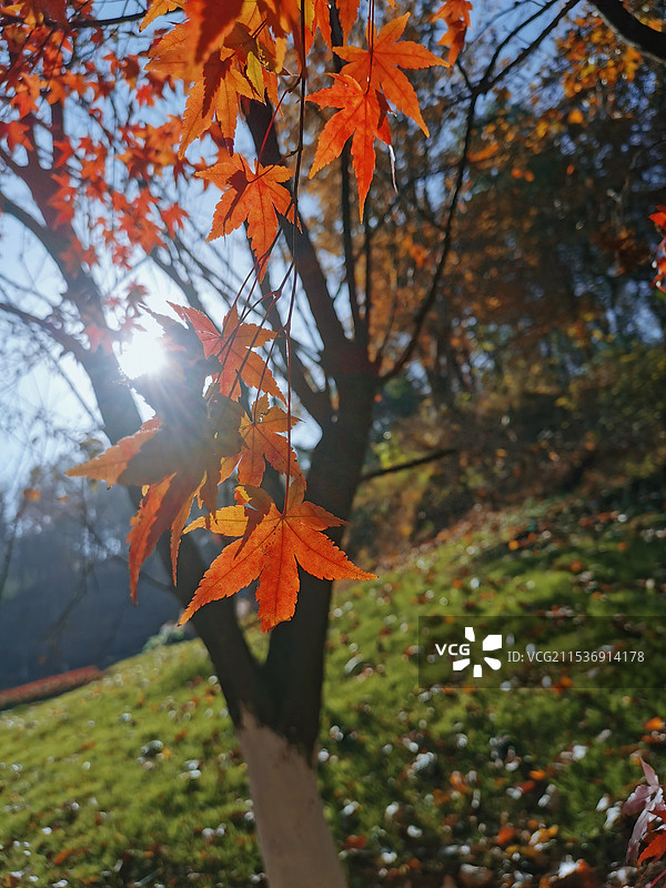 湖北英山县四季花海图片素材
