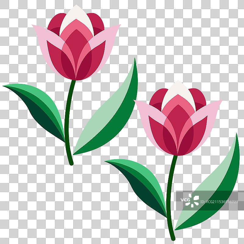 郁金香色彩花卉设计图片素材