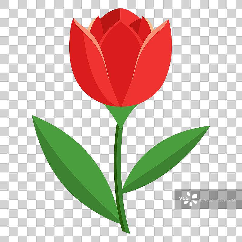 郁金香色彩花卉设计图片素材