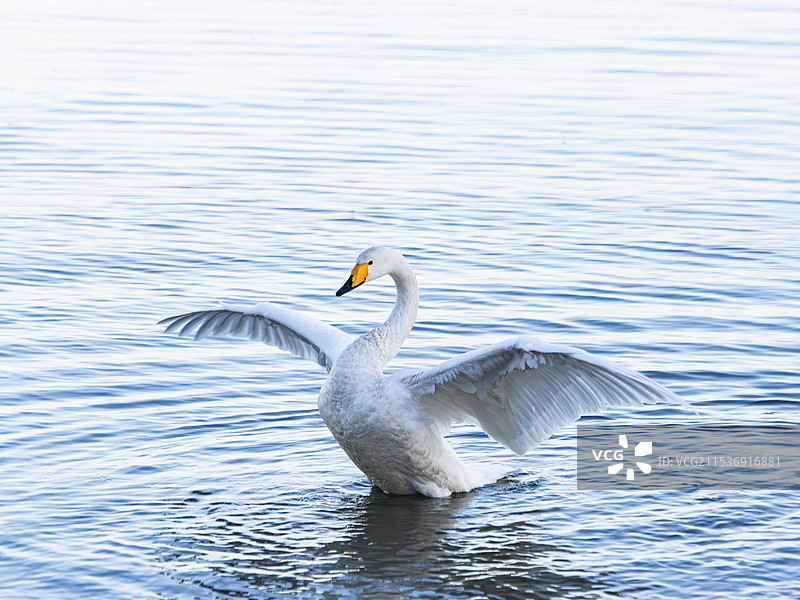 威海九龙湾新来过冬的天鹅图片素材