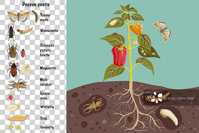 甜椒植物的绘图图片素材