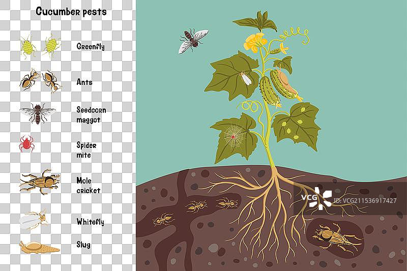 黄瓜植物的绘图图片素材
