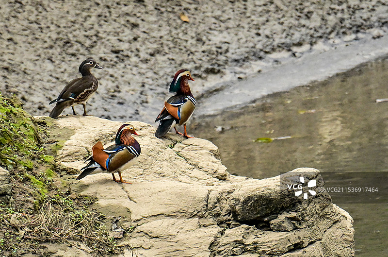 重庆酉阳：散步岸边的鸳鸯图片素材