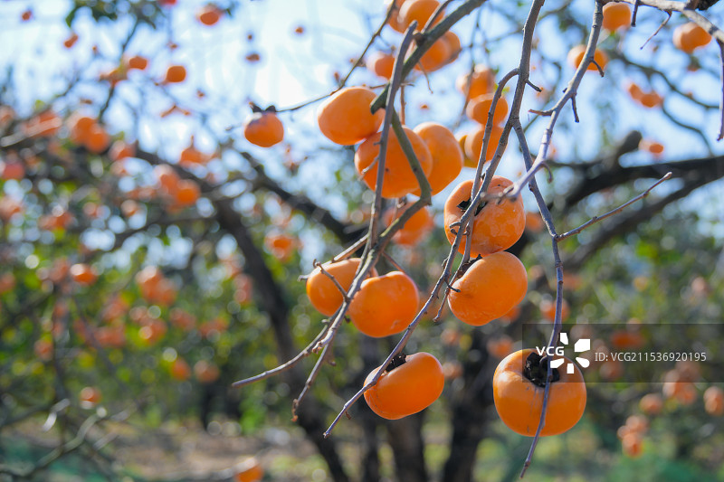 果实累累的广西桂林恭城红岩村柿子园图片素材