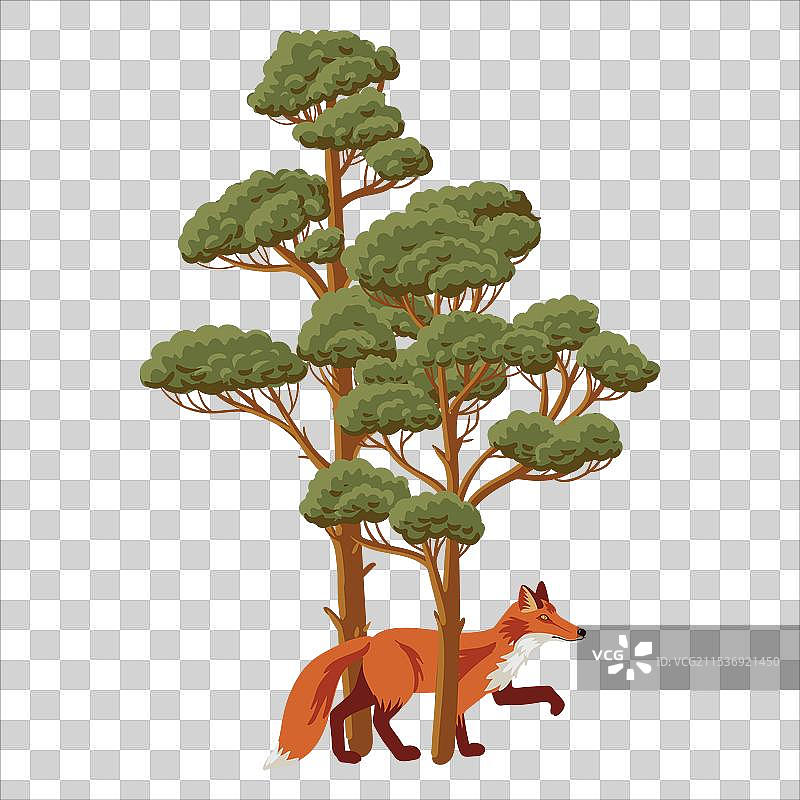 画松树和红狐图片素材