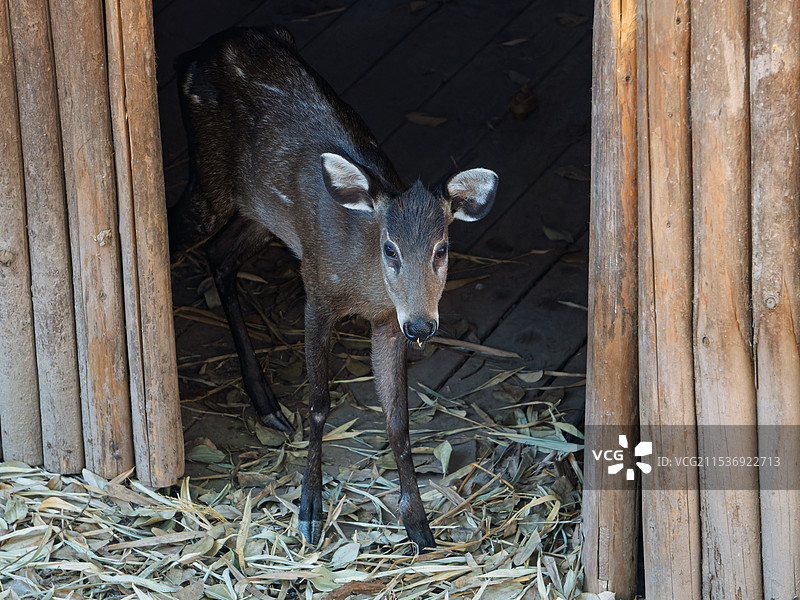 雌性毛冠鹿图片素材