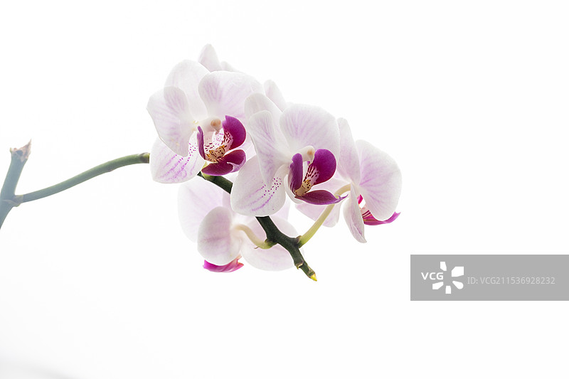 蝴蝶兰图片素材