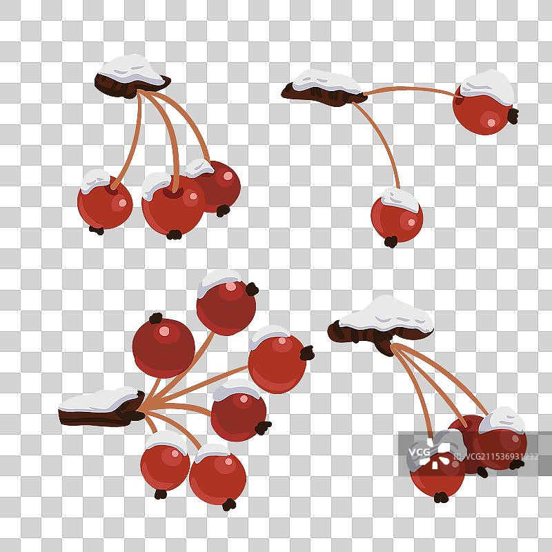 冬季树枝上的浆果图片素材