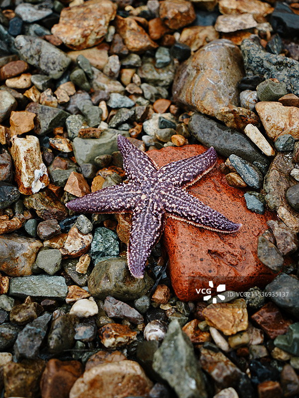 海星的特写图片素材