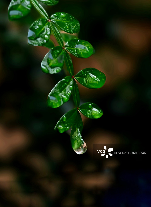 雨后的叶子绿色图片素材