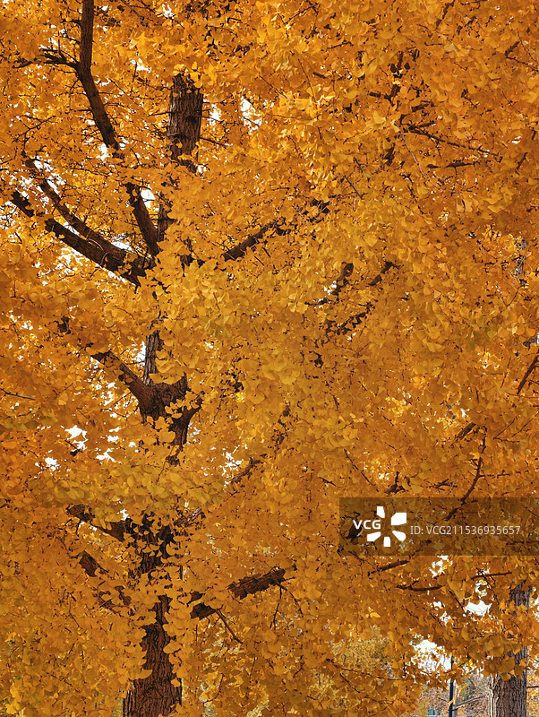 金黄银杏树特写镜头图片素材