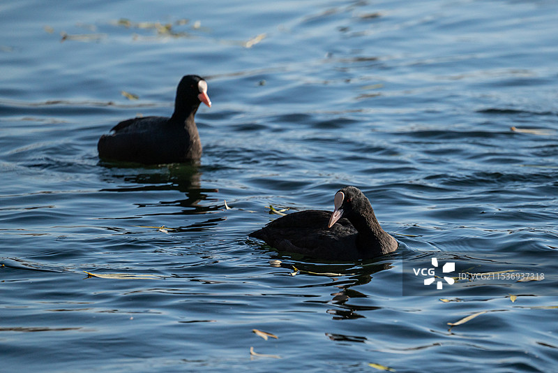 水边的黑水鸡特写野生鸟类图片素材