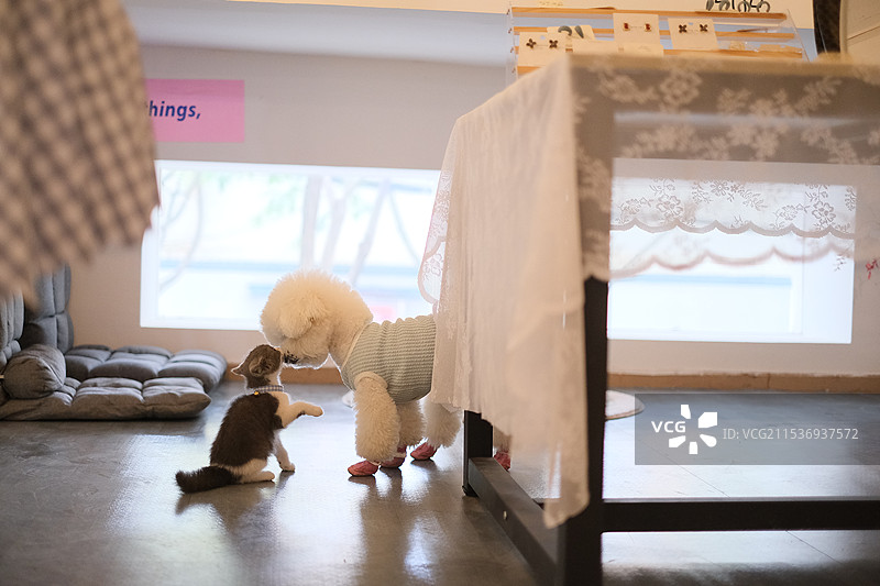 猫猫狗狗图片素材