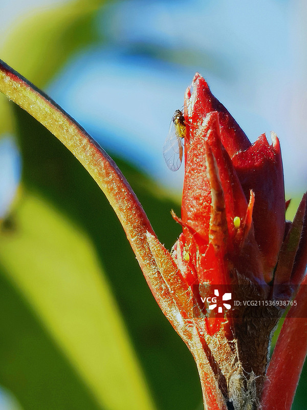 植物红芽上的小蚜虫，冬季。图片素材