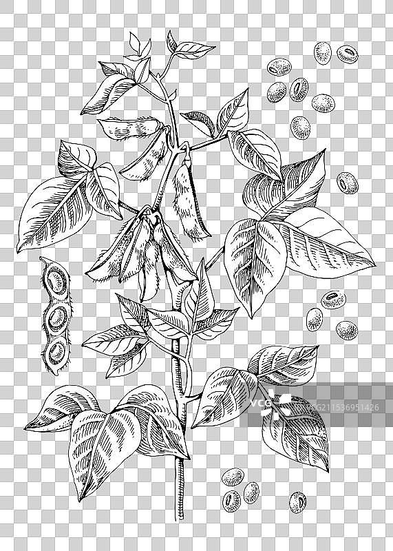 手绘大豆植物图片素材