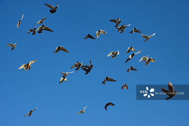 蓝天上一群飞翔的鸽子图片素材