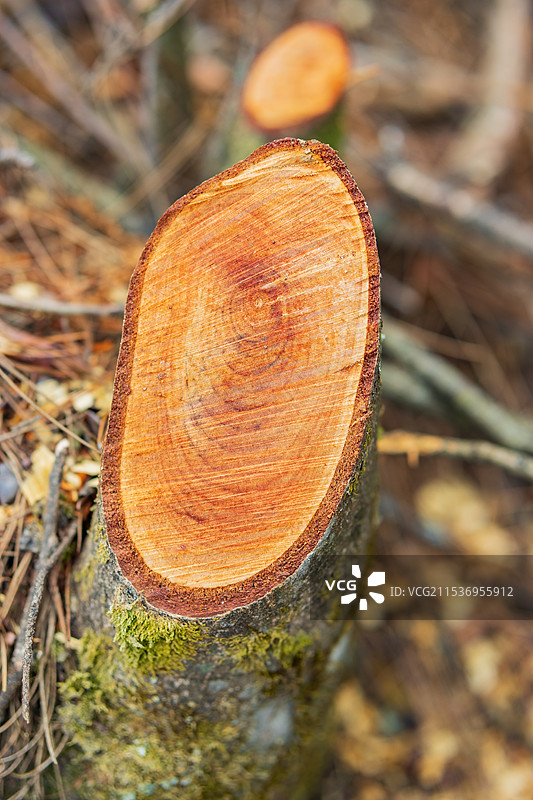 被砍伐的植物树桩切口年轮特写镜头图片素材