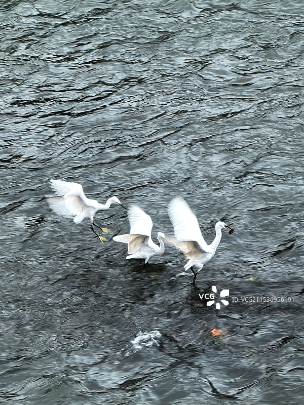 冬日成都清水河里的白鹭图片素材