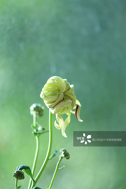 菊花逆光拍摄特写-品种为丹青溢彩图片素材